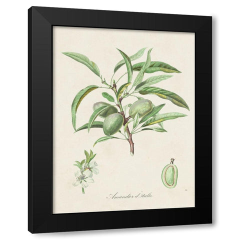 Antique Almond Botanical III Black Modern Wood Framed Art Print with Double Matting by de Langlois