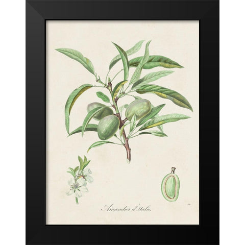 Antique Almond Botanical III Black Modern Wood Framed Art Print by de Langlois