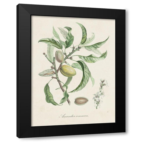 Antique Almond Botanical IV Black Modern Wood Framed Art Print by de Langlois