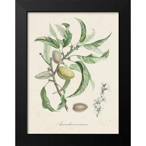Antique Almond Botanical IV Black Modern Wood Framed Art Print by de Langlois