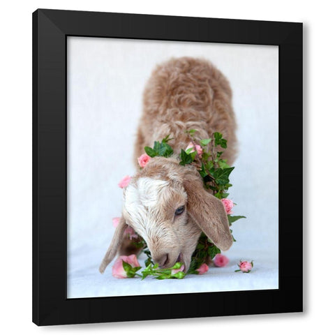 Friday Eating Roses Black Modern Wood Framed Art Print with Double Matting by Soderman, Tania