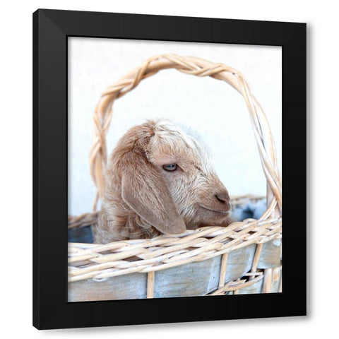 Friday in Basket I Black Modern Wood Framed Art Print with Double Matting by Soderman, Tania