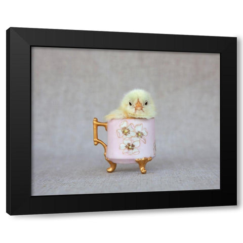 Chick in Pink Cup Black Modern Wood Framed Art Print with Double Matting by Soderman, Tania