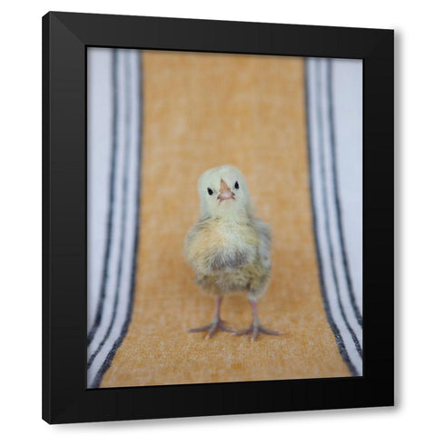 Chick on Ochre Napkin I Black Modern Wood Framed Art Print with Double Matting by Soderman, Tania