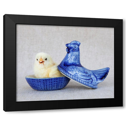 Chick in Blue Hen Black Modern Wood Framed Art Print by Soderman, Tania