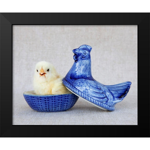 Chick in Blue Hen Black Modern Wood Framed Art Print by Soderman, Tania