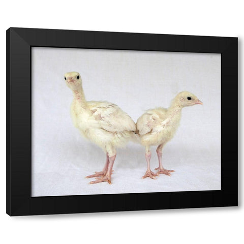 Turkey Chicks I Black Modern Wood Framed Art Print with Double Matting by Soderman, Tania
