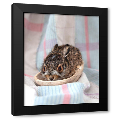 Baby Rabbit II Black Modern Wood Framed Art Print by Soderman, Tania