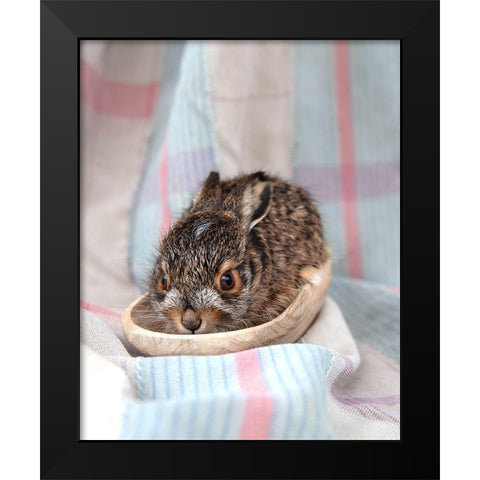 Baby Rabbit II Black Modern Wood Framed Art Print by Soderman, Tania
