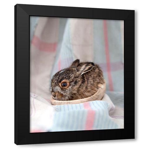 Baby Rabbit III Black Modern Wood Framed Art Print by Soderman, Tania