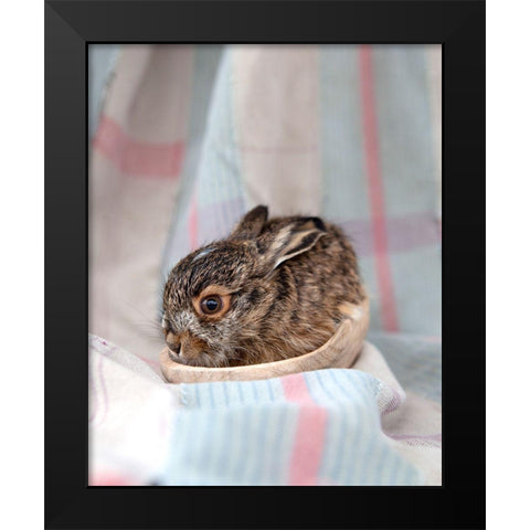Baby Rabbit III Black Modern Wood Framed Art Print by Soderman, Tania