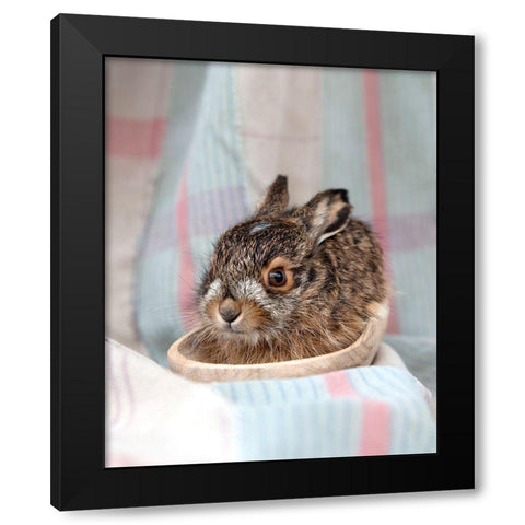Baby Rabbit IV Black Modern Wood Framed Art Print by Soderman, Tania