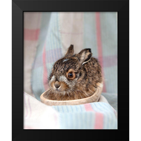Baby Rabbit IV Black Modern Wood Framed Art Print by Soderman, Tania