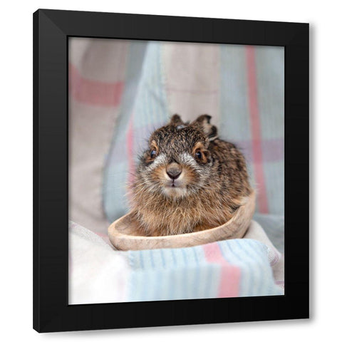 Baby Rabbit V Black Modern Wood Framed Art Print by Soderman, Tania