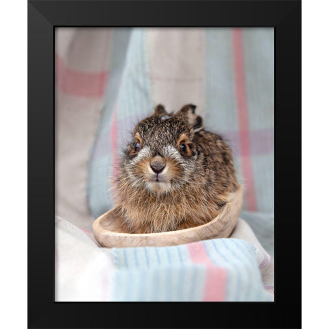 Baby Rabbit V Black Modern Wood Framed Art Print by Soderman, Tania