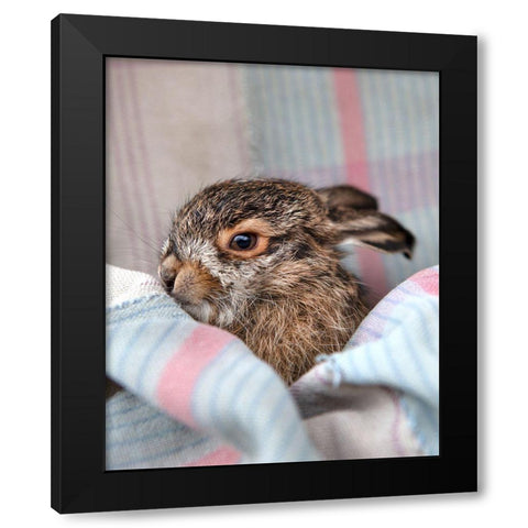 Baby Rabbit VI Black Modern Wood Framed Art Print with Double Matting by Soderman, Tania