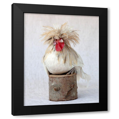 Rod the Rooster II Black Modern Wood Framed Art Print with Double Matting by Soderman, Tania