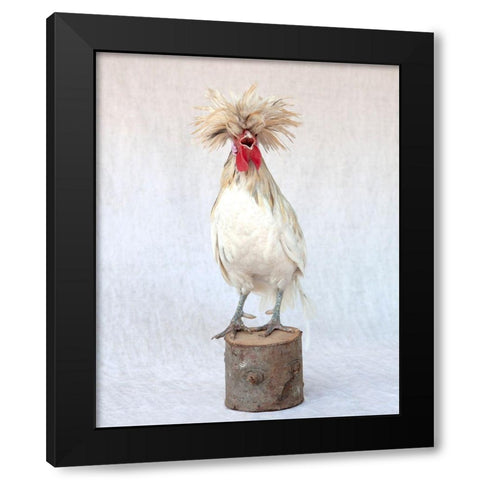 Rod the Rooster III Black Modern Wood Framed Art Print with Double Matting by Soderman, Tania
