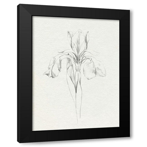 Neutral Iris Sketch I Black Modern Wood Framed Art Print with Double Matting by Caroline, Emma