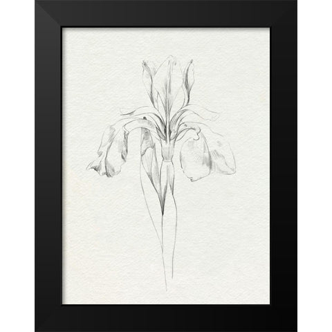 Neutral Iris Sketch I Black Modern Wood Framed Art Print by Caroline, Emma