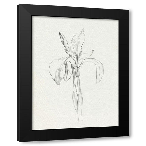 Neutral Iris Sketch II Black Modern Wood Framed Art Print with Double Matting by Caroline, Emma