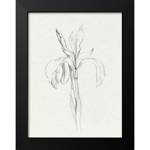 Neutral Iris Sketch II Black Modern Wood Framed Art Print by Caroline, Emma