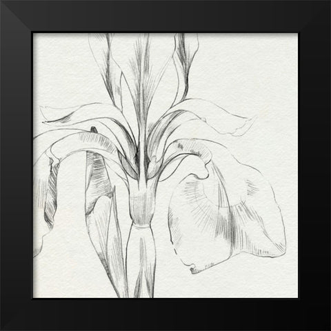 Iris Sketch Okeefe Crop I Black Modern Wood Framed Art Print by Caroline, Emma