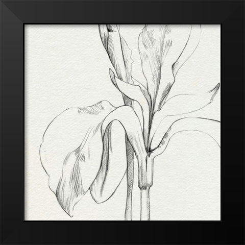 Iris Sketch Okeefe Crop II Black Modern Wood Framed Art Print by Caroline, Emma
