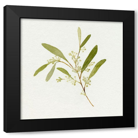 Eucalyptus Collection II Black Modern Wood Framed Art Print by Caroline, Emma