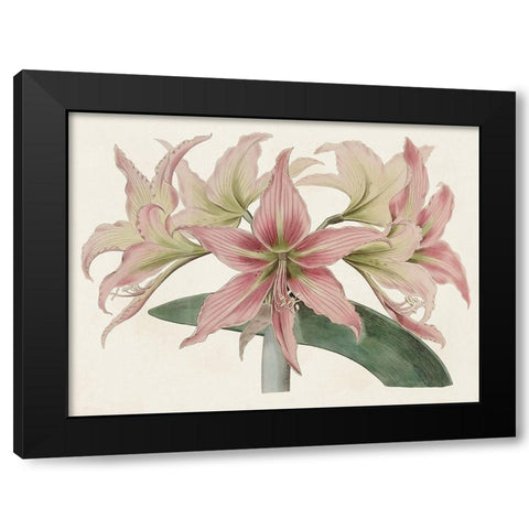 Amaryllis Varietals I Black Modern Wood Framed Art Print by Ridgeway