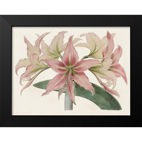 Amaryllis Varietals I Black Modern Wood Framed Art Print by Ridgeway