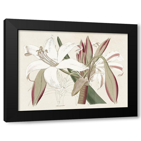 Amaryllis Varietals II Black Modern Wood Framed Art Print by Ridgeway
