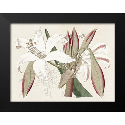 Amaryllis Varietals II Black Modern Wood Framed Art Print by Ridgeway