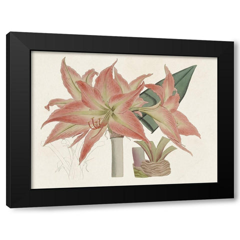 Amaryllis Varietals III Black Modern Wood Framed Art Print by Ridgeway