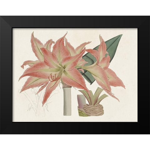 Amaryllis Varietals III Black Modern Wood Framed Art Print by Ridgeway