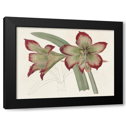 Amaryllis Varietals IV Black Modern Wood Framed Art Print by Ridgeway