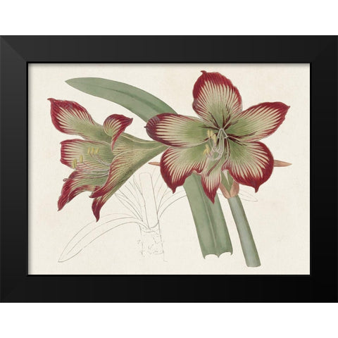 Amaryllis Varietals IV Black Modern Wood Framed Art Print by Ridgeway