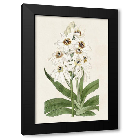 Flore Albo I Black Modern Wood Framed Art Print by Ridgeway