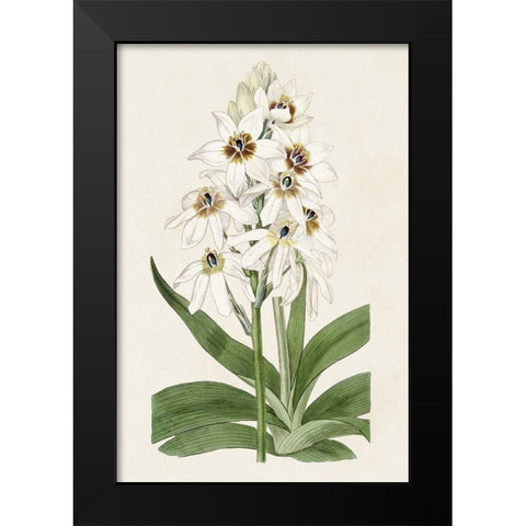Flore Albo I Black Modern Wood Framed Art Print by Ridgeway