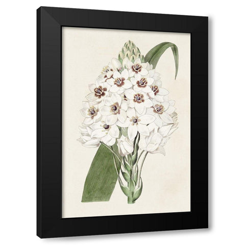 Flore Albo II Black Modern Wood Framed Art Print with Double Matting by Ridgeway
