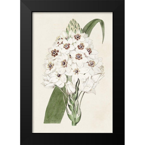 Flore Albo II Black Modern Wood Framed Art Print by Ridgeway