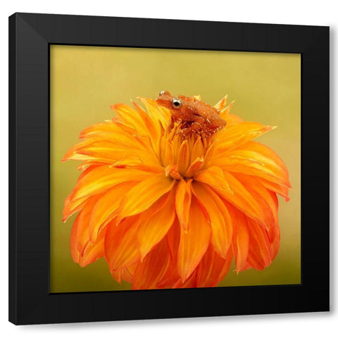 Hanging On IV Black Modern Wood Framed Art Print with Double Matting by PHBurchett