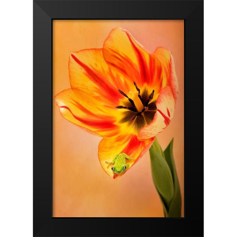Hanging On VI Black Modern Wood Framed Art Print by PHBurchett