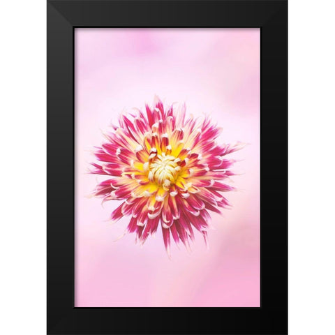 Exotic Flower Burst I Black Modern Wood Framed Art Print by PHBurchett