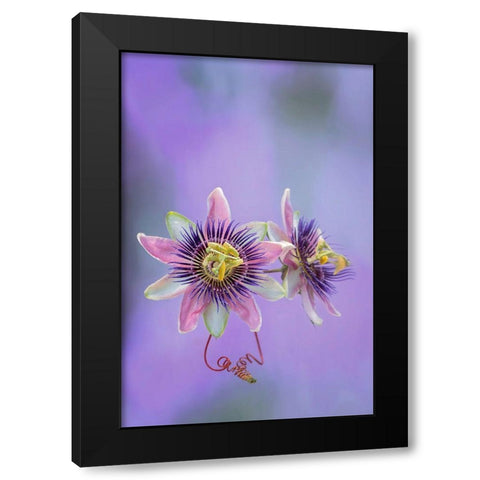Exotic Flower Burst II Black Modern Wood Framed Art Print by PHBurchett