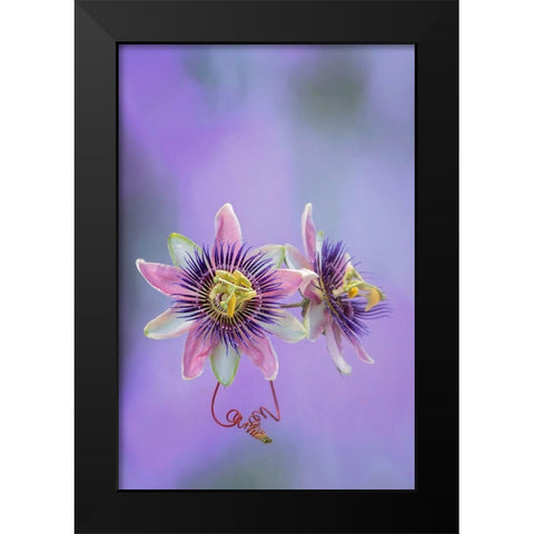Exotic Flower Burst II Black Modern Wood Framed Art Print by PHBurchett