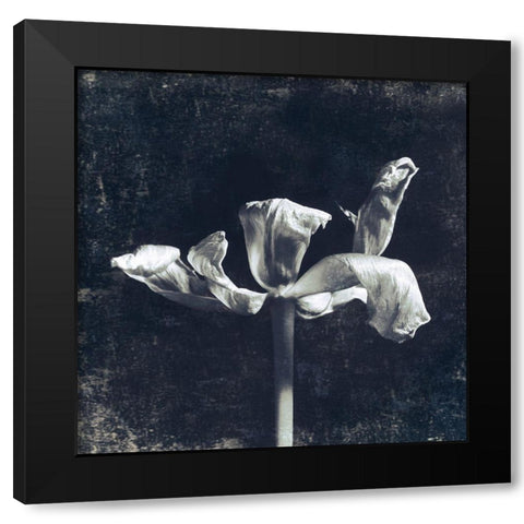 Aurora Blooms II Black Modern Wood Framed Art Print with Double Matting by Aryai, Sia
