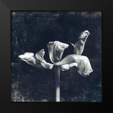 Aurora Blooms II Black Modern Wood Framed Art Print by Aryai, Sia