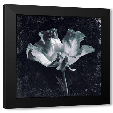 Aurora Blooms III Black Modern Wood Framed Art Print with Double Matting by Aryai, Sia