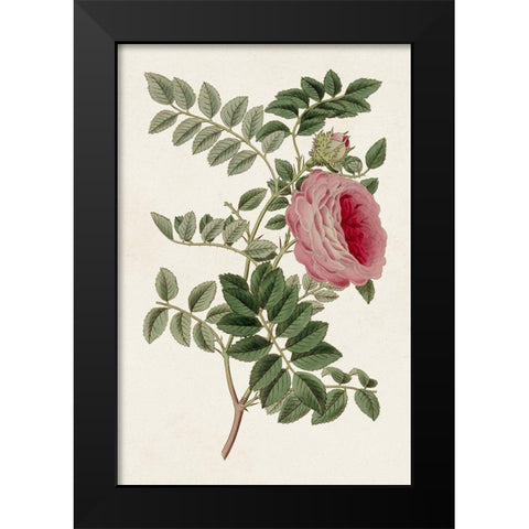 Pink Floral Mix I Black Modern Wood Framed Art Print by Ridgeway